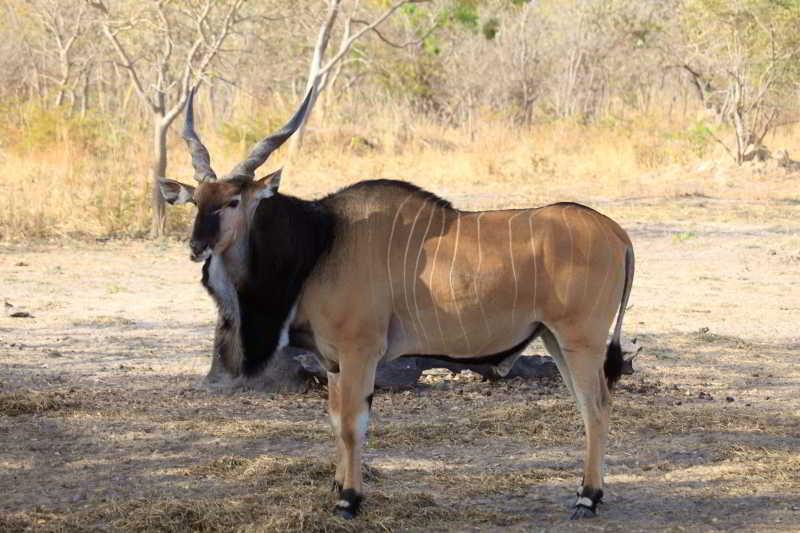 Fathala Wildlife Reserve Toubakouta Exterior photo