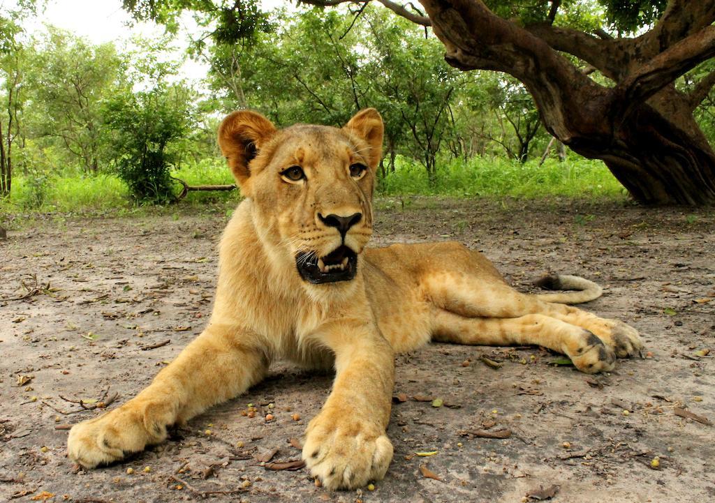 Fathala Wildlife Reserve Toubakouta Exterior photo