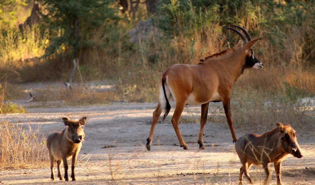 Fathala Wildlife Reserve Toubakouta Exterior photo