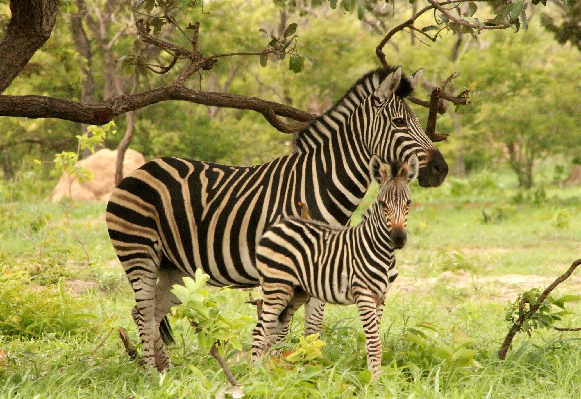Fathala Wildlife Reserve Toubakouta Exterior photo
